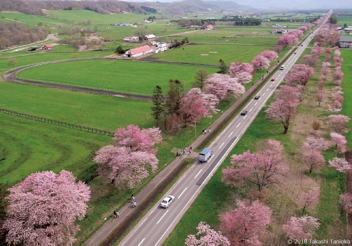 二十間道路の桜並木の空撮写真