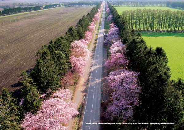 二十間道路の桜並木の空撮写真